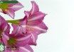hippeastrum Estella ® (2)